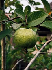Single Ripe Guava Fruit Hanging on a Branch