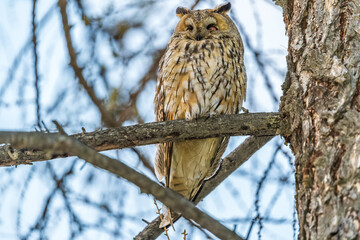 Long-eared owl (Asio otus), looking forward with wide opened eyes