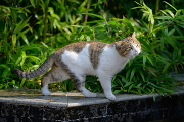 Fototapete bei efototapeten.de bestellen   