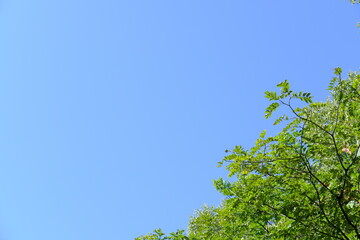 陽光降り注ぐ森。深い緑と爽やかな青空のコントラスト