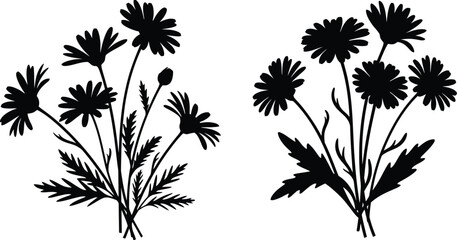 Black daisy flower arrangements botanical illustration on transparent background silhouette