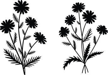 Delicate black chamomile flowers illustration on transparent background silhouette