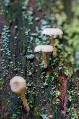 poisonous fungi white mushrooms in the spring forest