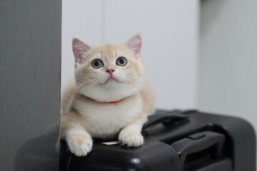 Cute fluffy cat with blue eyes resting on a black suitcase in a modern indoor setting, showcasing a calm and curious expression, perfect for pet lovers