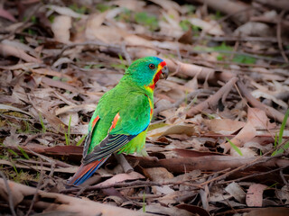 Endangered Swift Parrot 