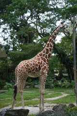 a giraffe with a large body, long neck, and distinctive brown and white patterned coat, standing in a lush, green outdoor zoo enclosure with trees and shrubs in the background.