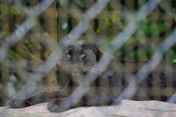 Obraz premium A black panther with piercing yellow eyes lies on a rock, partially obscured by a chain-link fence in a zoo enclosure.