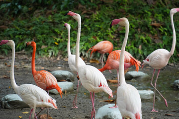 a diverse flock of pink flamingos and white storks standing near a muddy pond in a lush, green park.