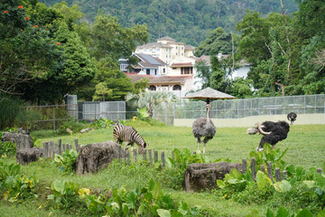 Ostriches Grazing Lush And Zebra