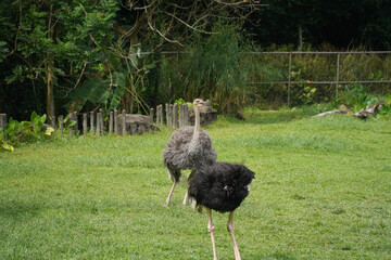 Ostriches Grazing Lush And Zebra