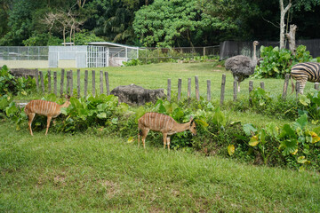 a lush green zoo enclosure featuring two baby deer with brown coats, grazing amidst tall grass and foliage. In the background, a zebra stands near a fence, with a modern white building and dense fores