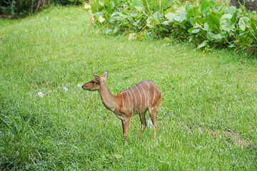 a small, light brown deer with white stripes on its back standing on lush green grass in a dense, leafy forest.