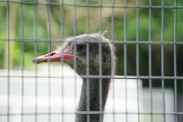 an ostrich's head peeking through a metal wire fence, showing its grey feathers, red wattle, and small eye. The background is blurred greenery.