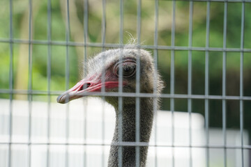 an ostrich's head peeking through a metal wire fence, showing its grey feathers, red wattle, and small eye. The background is blurred greenery.