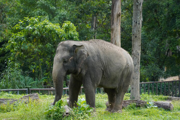 an elephant with wrinkled gray skin standing on lush green grass, surrounded by dense forest and trees.