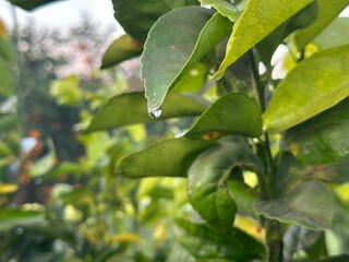 Fresh Citrus Leaves with Morning Dew