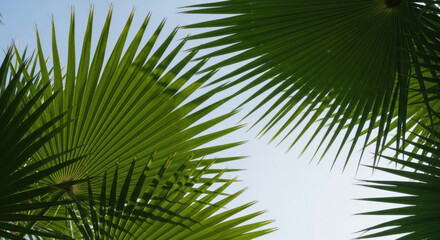 Obraz premium Detailed view of vibrant green palm leaves against a clear blue sky, capturing the essence of a tropical paradise. Warm sunlight enhances the natural textures.