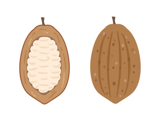 カカオの実・カカオポッドとカカオパルプをイメージしたイラスト
