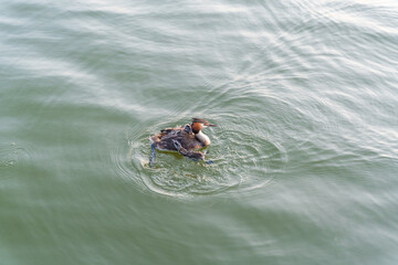 The water bird Great crested Grebe, Podiceps cristatus, swimming in the lake, and its cute babies riding on its back