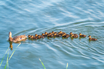 A family of ducks, a duck and its little ducklings are swimming in the water. The duck takes care of its newborn ducklings. Mallard, lat. Anas platyrhynchos