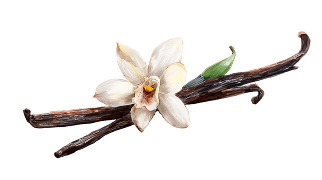 Vanilla Bean and Flower on Transparent Background Close Up Still Life, PNG