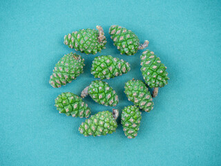 Background with green pine cones. Medicinal properties of pine buds. Raw materials for pine cone syrup