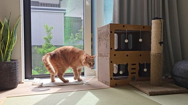 The orange cat rises from watching the garden and walks away from the sunlit window, leaving warm light across the tatami floor beside a wooden cat tower in a calm Japanese-style room.