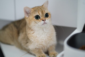 Adorable fluffy cat with striking green eyes gazing attentively at the camera in a cozy indoor setting with minimalist decor and a hint of curiosity