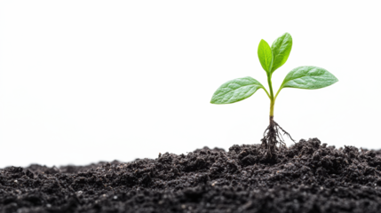 Simple green seedling growing from dirt
