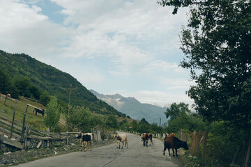 Cows graze along a winding rural road in a mountain valley, with wooden fences, green pastures, and distant hills, creating a tranquil countryside scene.