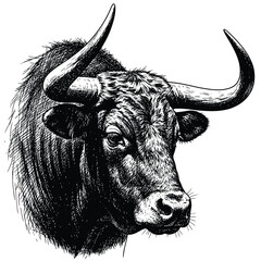 Illustrated bull head portrait in black and white.