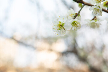 The Beauty of Spring Blossoms in Gentle Morning Light
