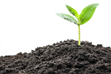 Straight seedling emerging from dark soil

