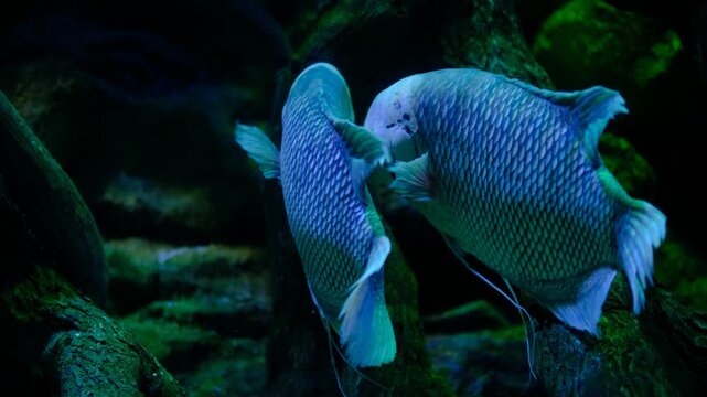 Exotic aquarium scene featuring giant gourami and silver arowana. Large freshwater fish tank with giant gourami and arowana. Giant gourami and silver arowana swimming in aquarium.