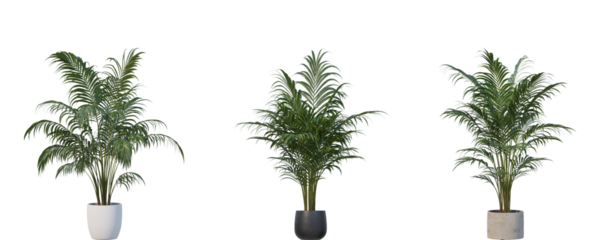 Indoor Areca – Transparent background 