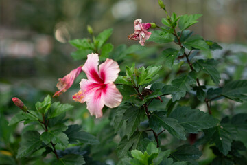 Obraz premium The surfaces and shapes in nature are beautiful.