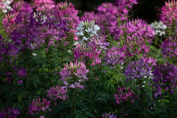 Beautiful flowers radiate bright colors