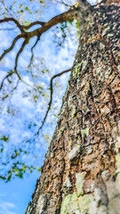 Majestic tree trunk reaching towards the sky, showcasing its rugged bark and branches