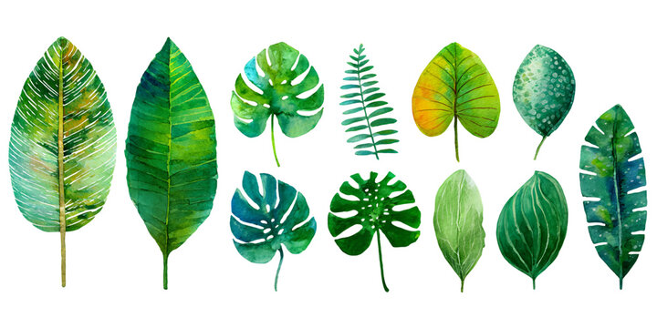 Watercolor Green Leaf Set on Transparent Background Detailed Illustration, PNG
