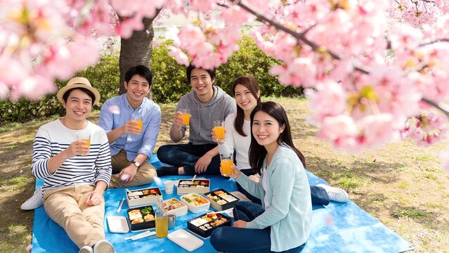 満開の桜の下でお花見を楽しむ若者グループ