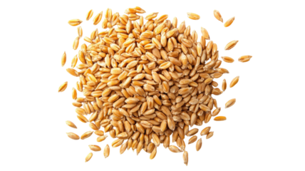 Pile of wheat kernels grains showcasing natural texture, rich golden color, and organic shape, perfect for baking or cooking isolated on white background
