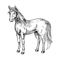 Horse standing side view. Black and white vector illustration drawn by hand. Perfect for horse farms, stables, or agricultural projects. Also suitable for labels, packaging, banners, and more.