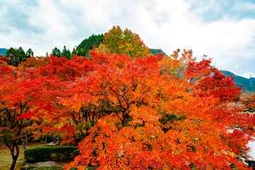 渓石園の紅葉