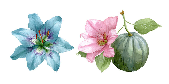 Watercolor Illustration of Blue Lily and Pink Flower with Green Melon on Transparent Background, PNG