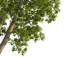 Obraz premium Alstonia scholaris tree, corner view, cutout, transparent background, isolate, Lush green tree branches with dense foliage against a clear sky.