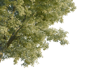 Sorbus aria tree, corner view, cutout, transparent background, isolate, Close-up of lush green tree branches with dense foliage.