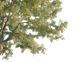 Sorbus aria tree, corner view, cutout, transparent background, isolate, Close-up of a tree branch with lush green leaves against a clear sky.