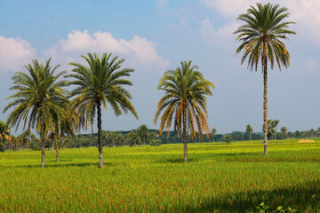 Palm trees in the rice field with blue sky and white clouds