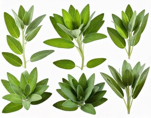 Set of Mexican bush sage (Salvia leucantha) frontal isolated png on a transparent bac 