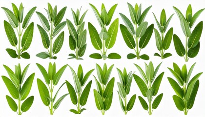 Set of Mexican bush sage (Salvia leucantha) frontal isolated png on a transparent bac 